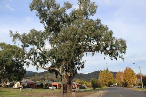 Photo: The Big Tree